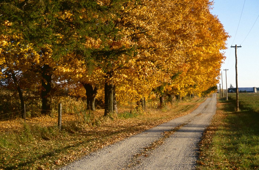 A country road lined with autumn colour