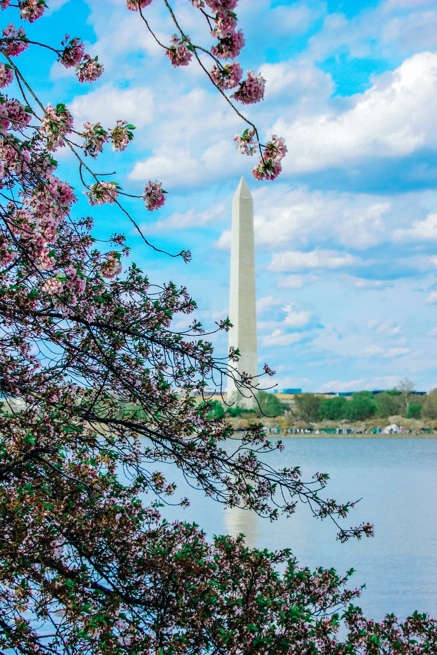 The Washington Monument framed by cherry blossoms over the Tidal Basin